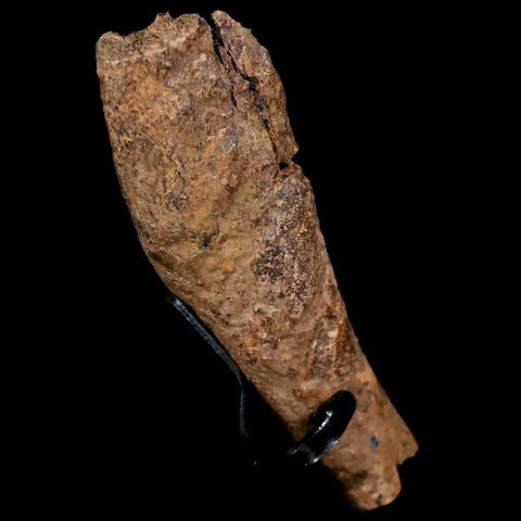 4.6" Dromaeosaurus Raptor Fossil Limb Bone Cretaceous Dinosaur Hell Creek MT COA - Fossil Age Minerals