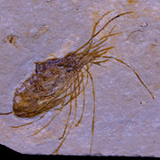 2" Fossil Shrimp Carpopenaeus Cretaceous Age 100 Mil Yrs Old Lebanon COA