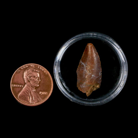 0.9" Majungasaurus Serrated Fossil Tooth Cretaceous Dinosaur Madagascar COA - Fossil Age Minerals