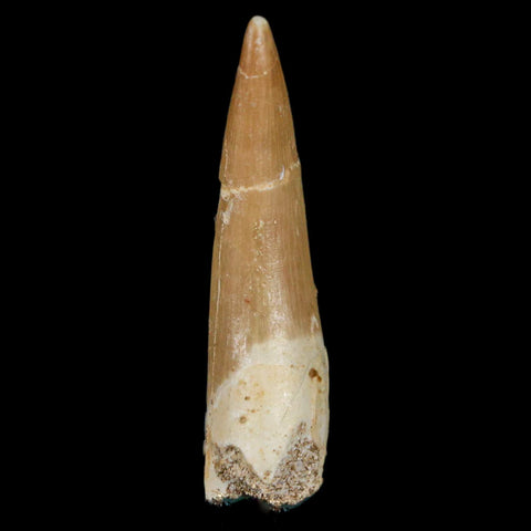 1.9" Plesiosaur Zarafasaura Tooth Fossil Cretaceous Dinosaur Era COA, Stand