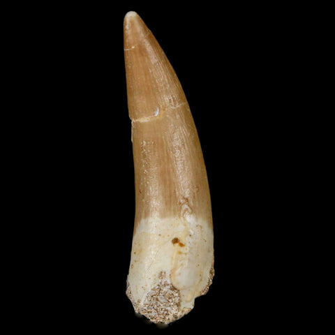1.9" Plesiosaur Zarafasaura Tooth Fossil Cretaceous Dinosaur Era COA, Stand