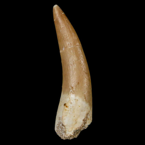 1.9" Plesiosaur Zarafasaura Tooth Fossil Cretaceous Dinosaur Era COA, Stand