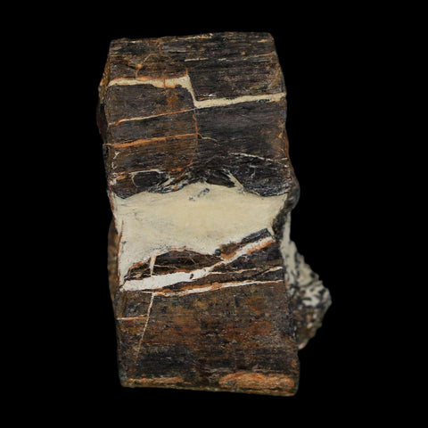 1.8" Stegosaurus Fossil Rib Bone Morrison FM Wyoming Jurassic Age Dinosaur COA