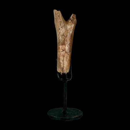 3.6" Hadrosaur Dinosaur Fossil Chevron Bone Hell Creek FM Montana COA Metal Stand