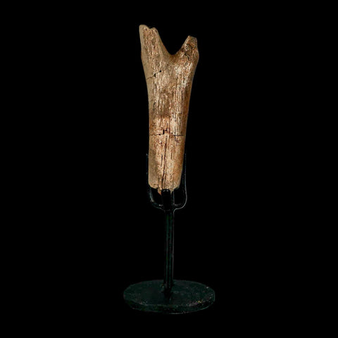 3.6" Hadrosaur Dinosaur Fossil Chevron Bone Hell Creek FM Montana COA Metal Stand