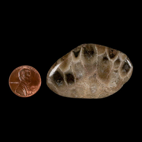 2" Polished Slab Petoskey Stone Hexagonaria Coral Fossil Devonian Age Michigan - Fossil Age Minerals