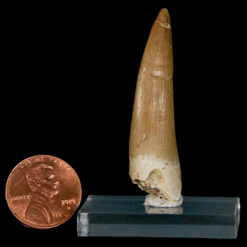 1.9" Plesiosaur Zarafasaura Tooth Fossil Cretaceous Dinosaur Era COA, Stand