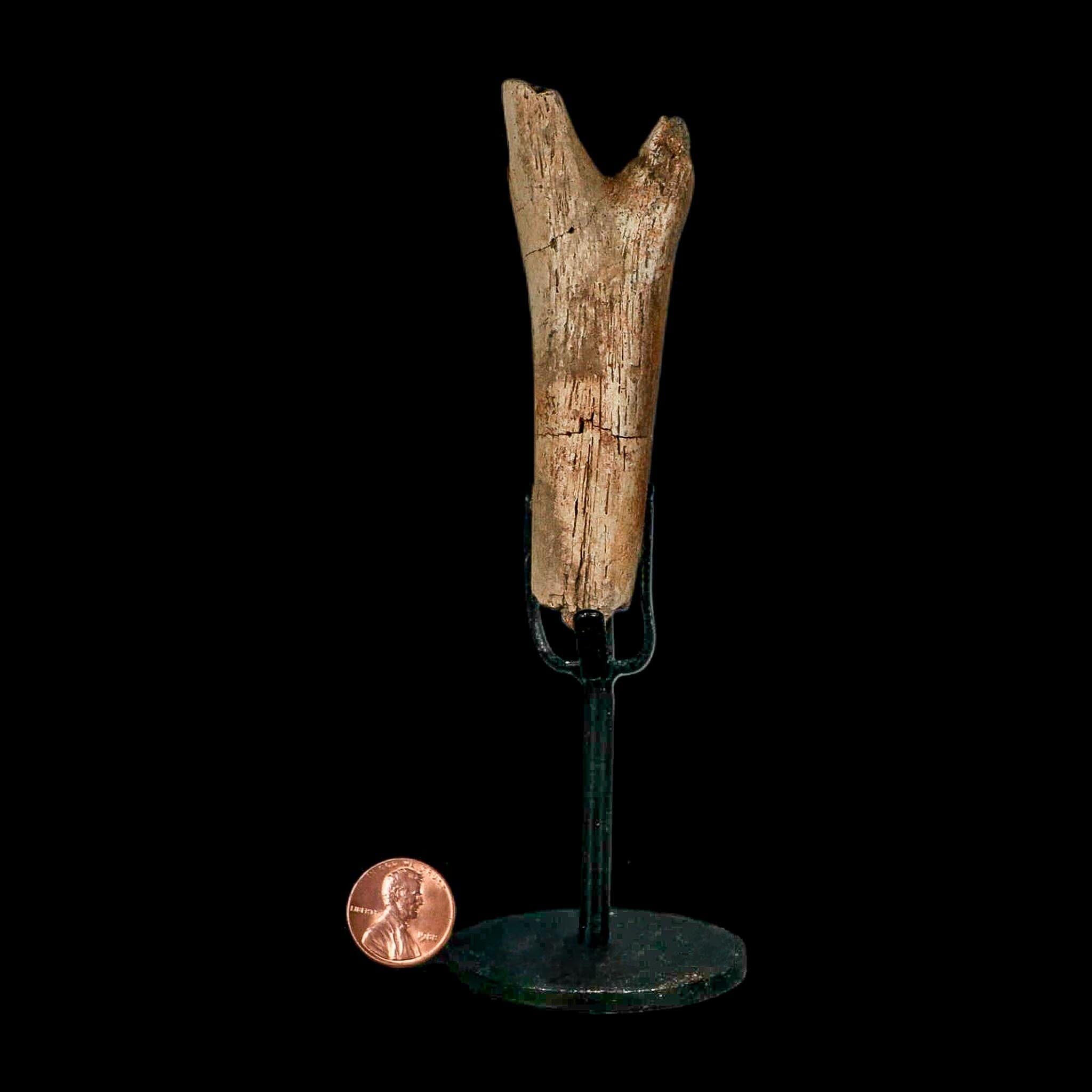 3.6" Hadrosaur Dinosaur Fossil Chevron Bone Hell Creek FM Montana COA Metal Stand - Fossil Age Minerals