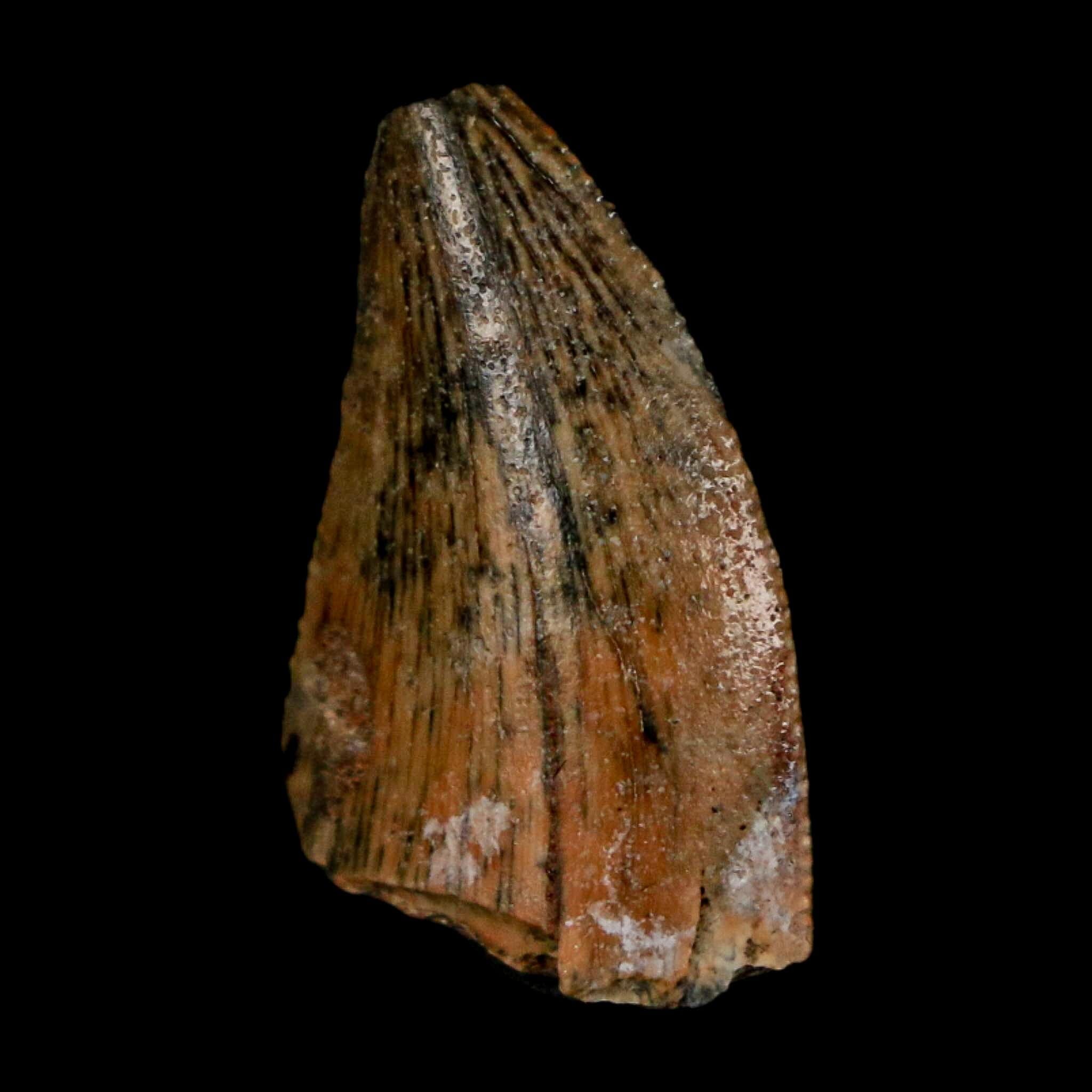 0.8" Majungasaurus Serrated Fossil Tooth Cretaceous Dinosaur Madagascar COA - Fossil Age Minerals