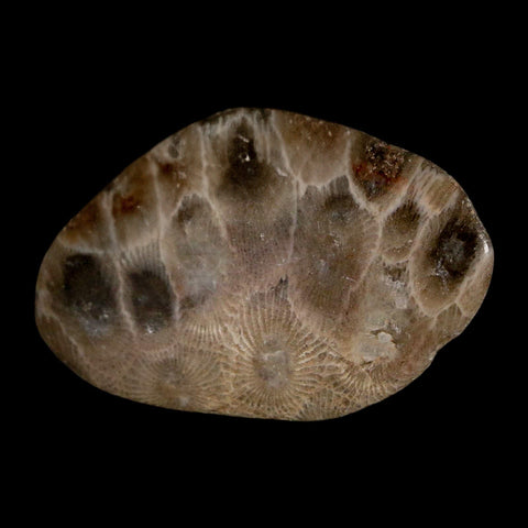 2" Polished Slab Petoskey Stone Hexagonaria Coral Fossil Devonian Age Michigan - Fossil Age Minerals
