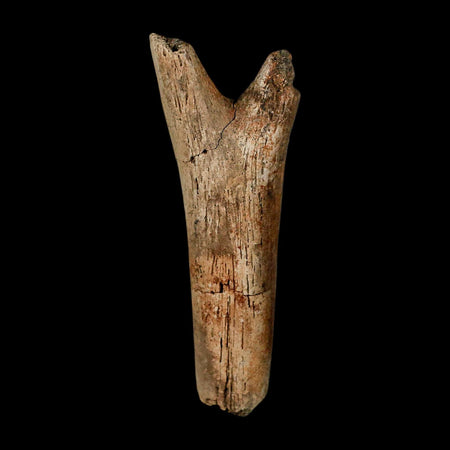 3.6" Hadrosaur Dinosaur Fossil Chevron Bone Hell Creek FM Montana COA Metal Stand