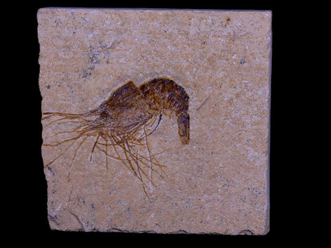 1.7" Fossil Shrimp Carpopenaeus Cretaceous Age 100 Mil Yrs Old Lebanon COA - Fossil Age Minerals