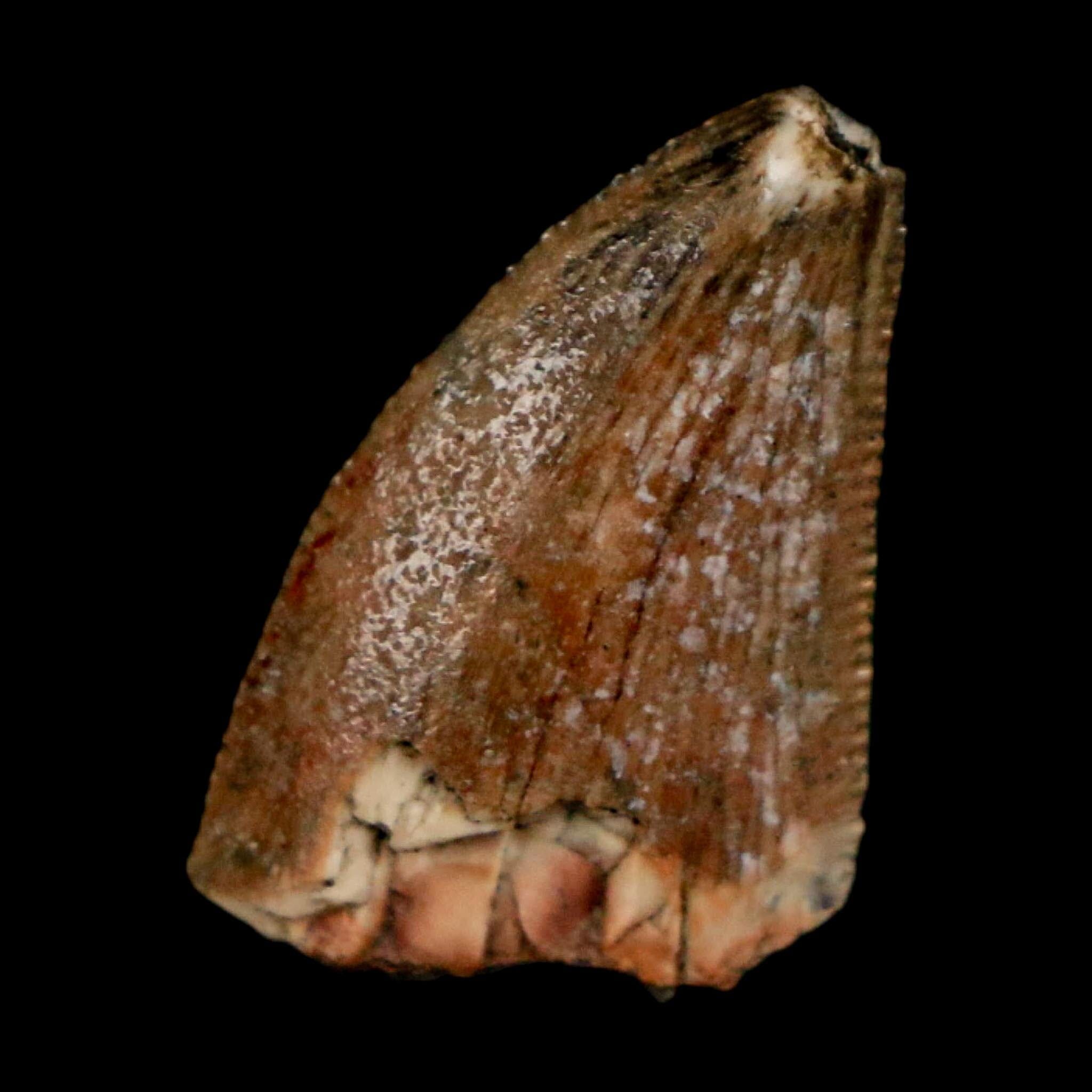 0.8" Majungasaurus Serrated Fossil Tooth Cretaceous Dinosaur Madagascar COA - Fossil Age Minerals