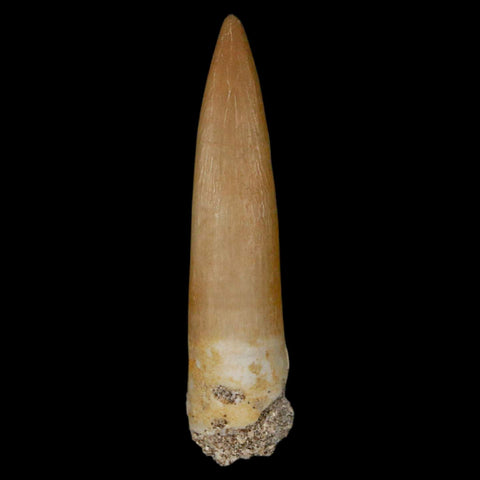 1.8" Plesiosaur Zarafasaura Tooth Fossil Cretaceous Dinosaur Era COA, Stand