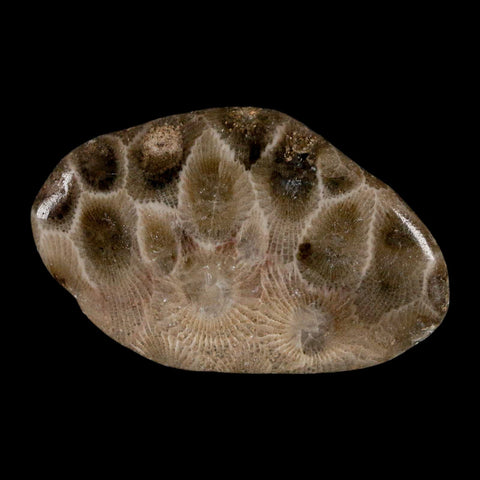 2" Polished Slab Petoskey Stone Hexagonaria Coral Fossil Devonian Age Michigan - Fossil Age Minerals