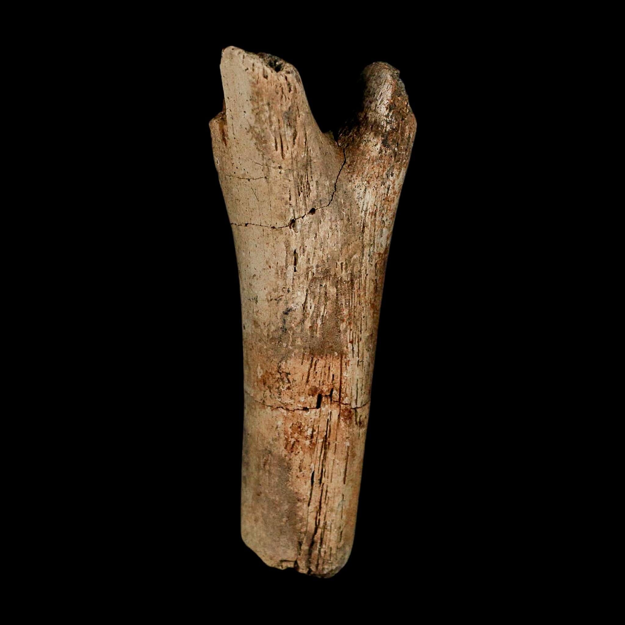 3.6" Hadrosaur Dinosaur Fossil Chevron Bone Hell Creek FM Montana COA Metal Stand - Fossil Age Minerals