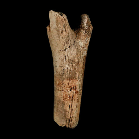 3.6" Hadrosaur Dinosaur Fossil Chevron Bone Hell Creek FM Montana COA Metal Stand