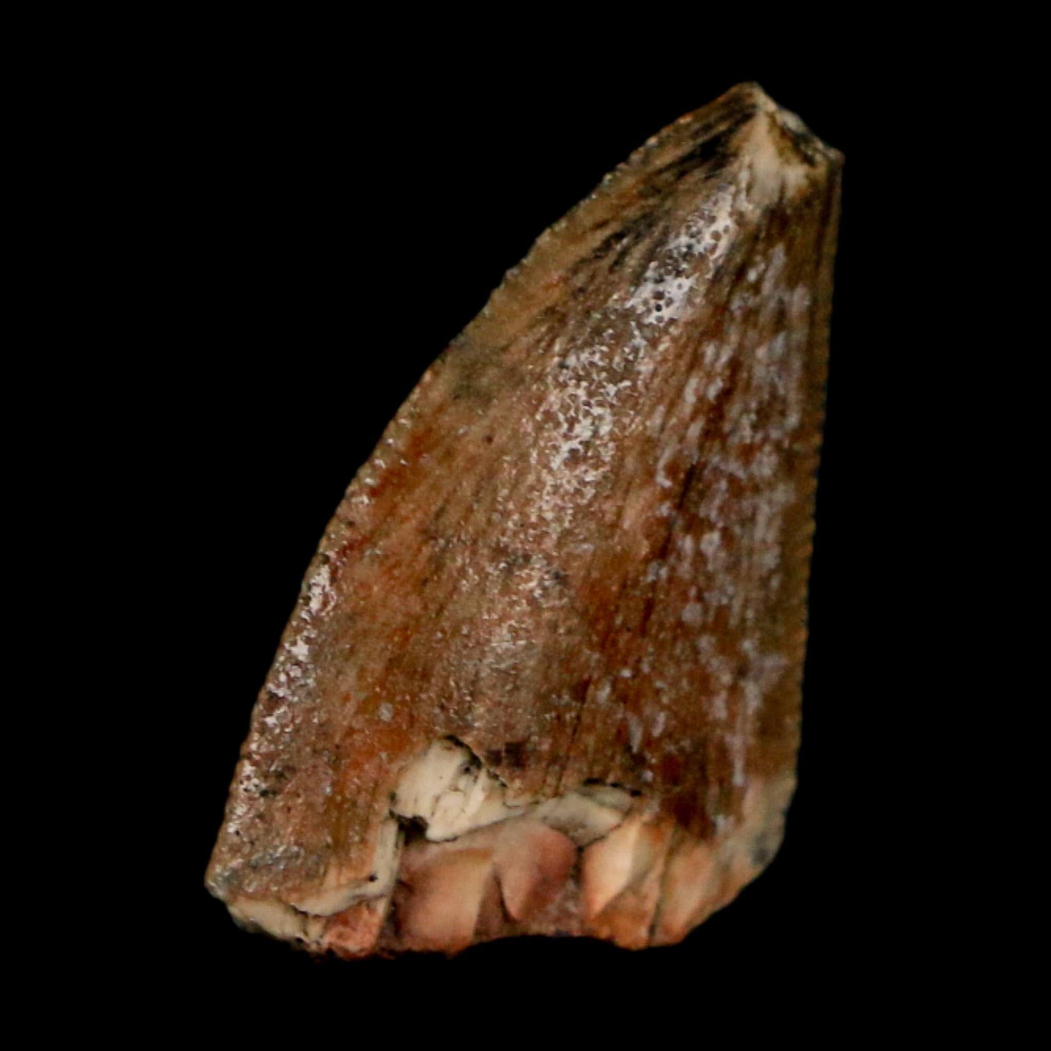 0.8" Majungasaurus Serrated Fossil Tooth Cretaceous Dinosaur Madagascar COA - Fossil Age Minerals