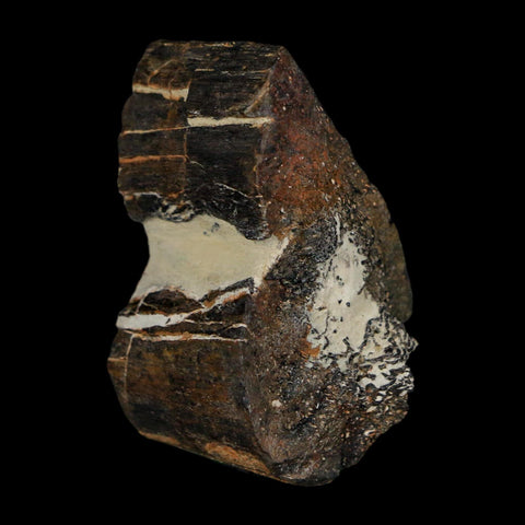 1.8" Stegosaurus Fossil Rib Bone Morrison FM Wyoming Jurassic Age Dinosaur COA