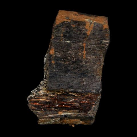 1.8" Stegosaurus Fossil Rib Bone Morrison FM Wyoming Jurassic Age Dinosaur COA