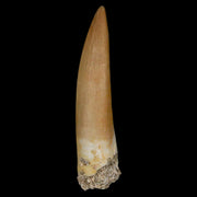 1.8" Plesiosaur Zarafasaura Tooth Fossil Cretaceous Dinosaur Era COA, Stand