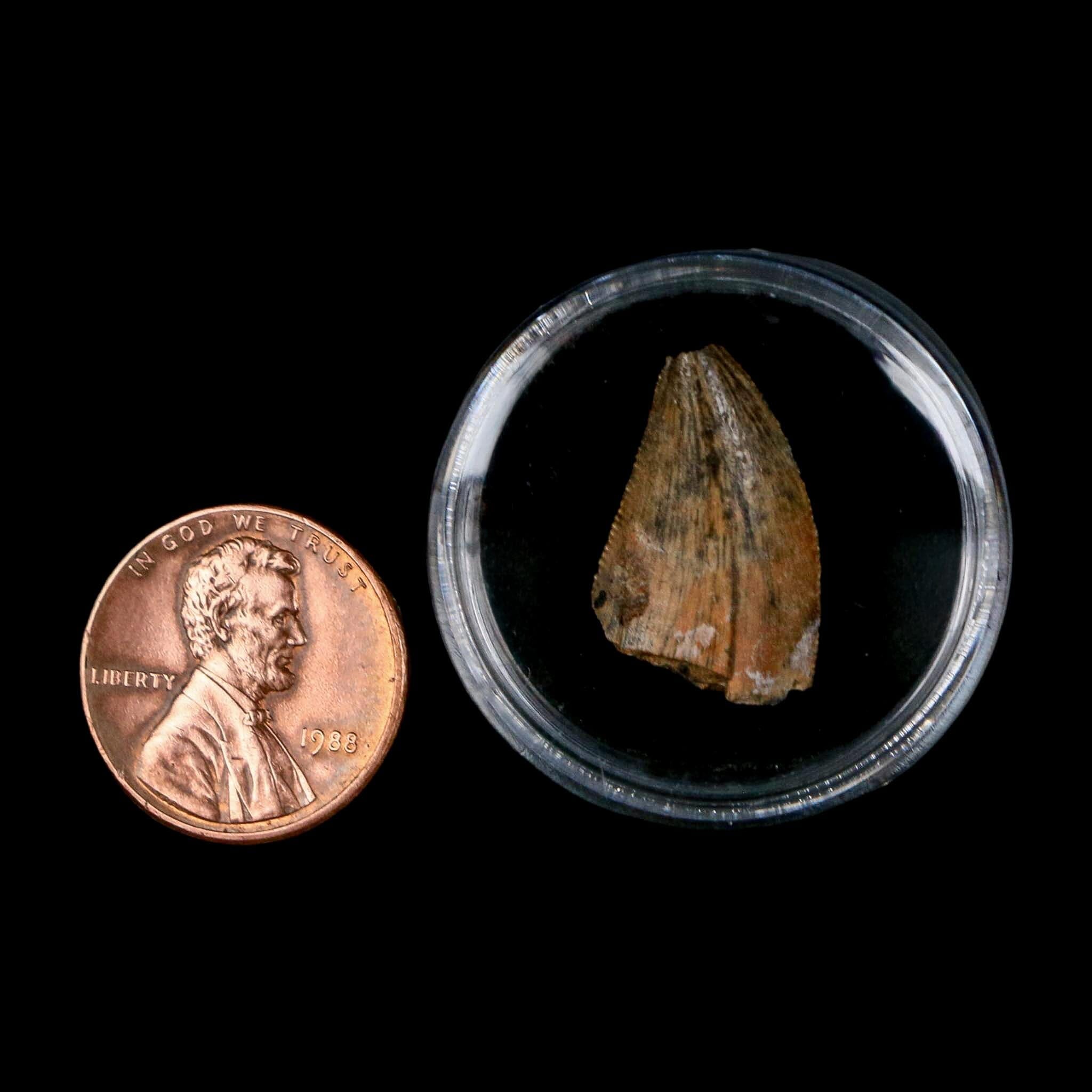 0.8" Majungasaurus Serrated Fossil Tooth Cretaceous Dinosaur Madagascar COA - Fossil Age Minerals