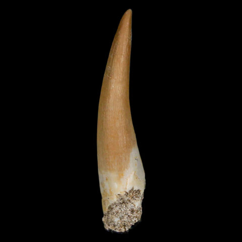 1.8" Plesiosaur Zarafasaura Tooth Fossil Cretaceous Dinosaur Era COA, Stand