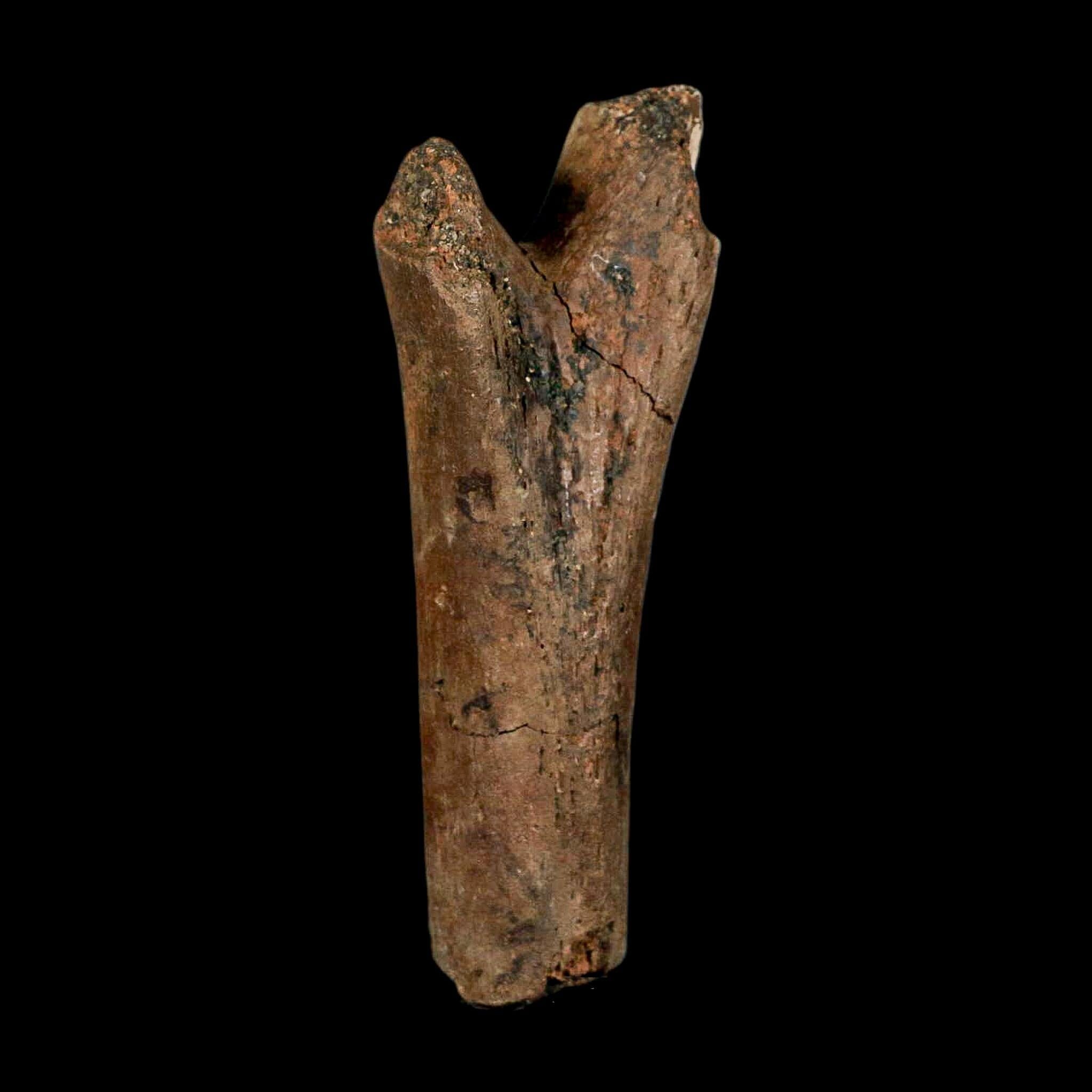 3.6" Hadrosaur Dinosaur Fossil Chevron Bone Hell Creek FM Montana COA Metal Stand - Fossil Age Minerals
