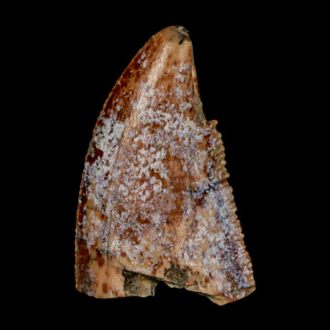 0.9" Majungasaurus Serrated Fossil Tooth Cretaceous Dinosaur Madagascar COA - Fossil Age Minerals