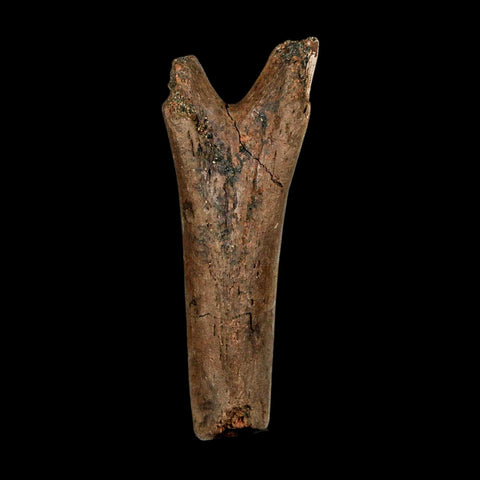 3.6" Hadrosaur Dinosaur Fossil Chevron Bone Hell Creek FM Montana COA Metal Stand