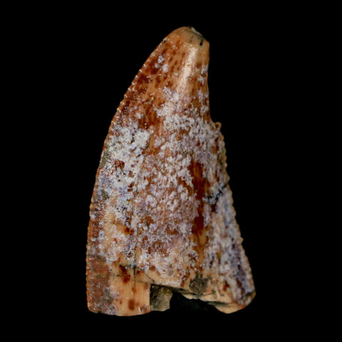 0.9" Majungasaurus Serrated Fossil Tooth Cretaceous Dinosaur Madagascar COA - Fossil Age Minerals