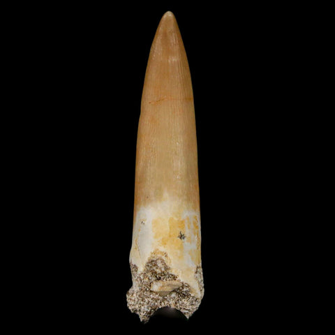 1.8" Plesiosaur Zarafasaura Tooth Fossil Cretaceous Dinosaur Era COA, Stand