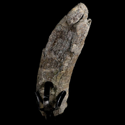 4.6" Dromaeosaurus Raptor Fossil Rib Bone Cretaceous Dinosaur Hell Creek MT COA - Fossil Age Minerals