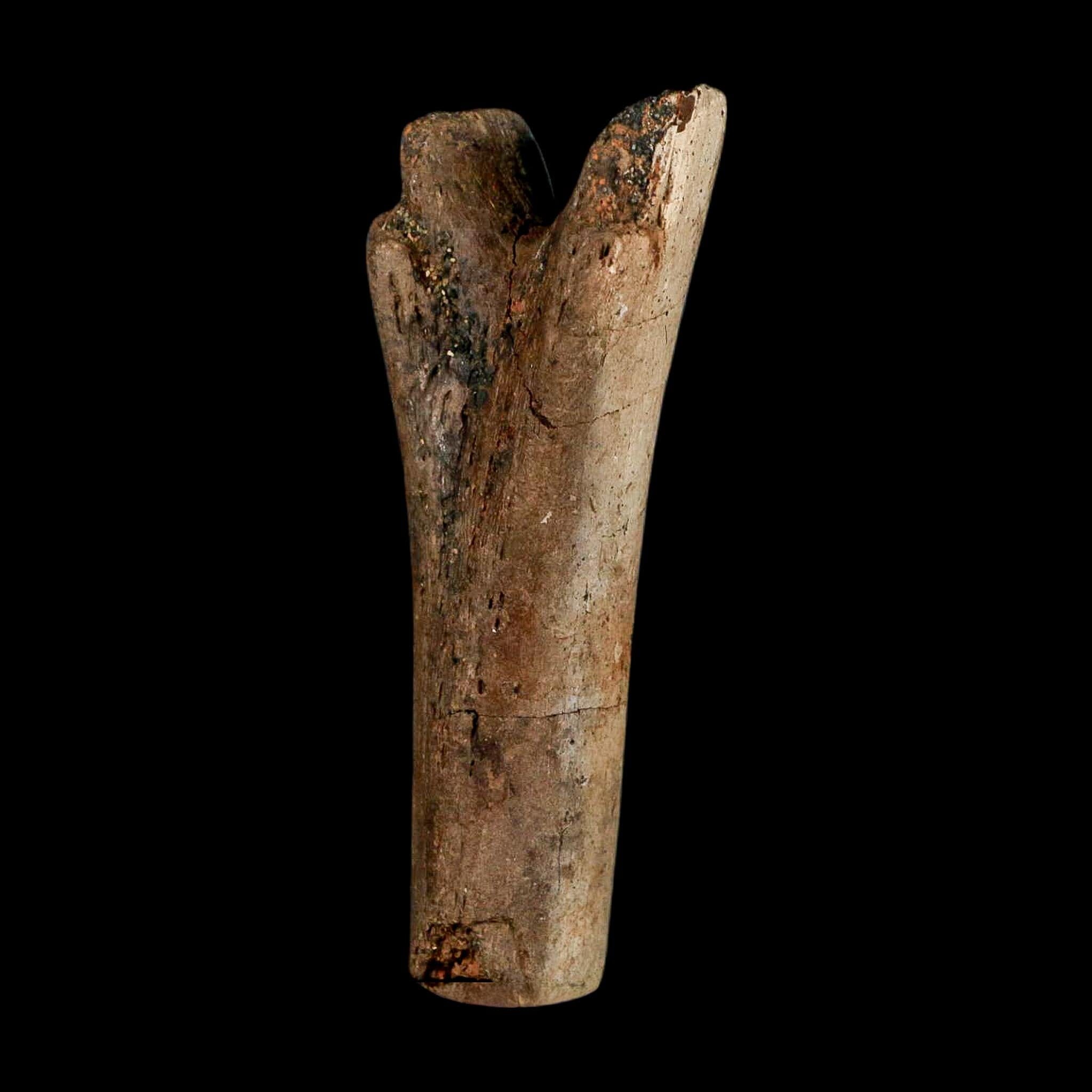 3.6" Hadrosaur Dinosaur Fossil Chevron Bone Hell Creek FM Montana COA Metal Stand - Fossil Age Minerals