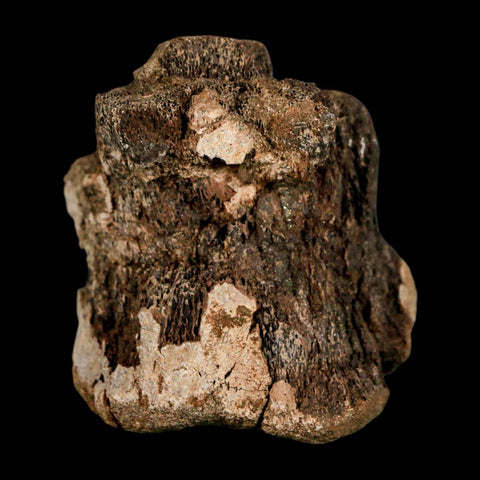 2" Brachylophosaurus Fossil Vertebrae Cretaceous Dinosaur Judith River FM MT COA