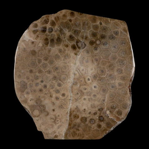 4.1" Polished Slab Petoskey Stone Hexagonaria Coral Fossil Devonian Age Michigan - Fossil Age Minerals