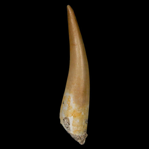 1.8" Plesiosaur Zarafasaura Tooth Fossil Cretaceous Dinosaur Era COA, Stand