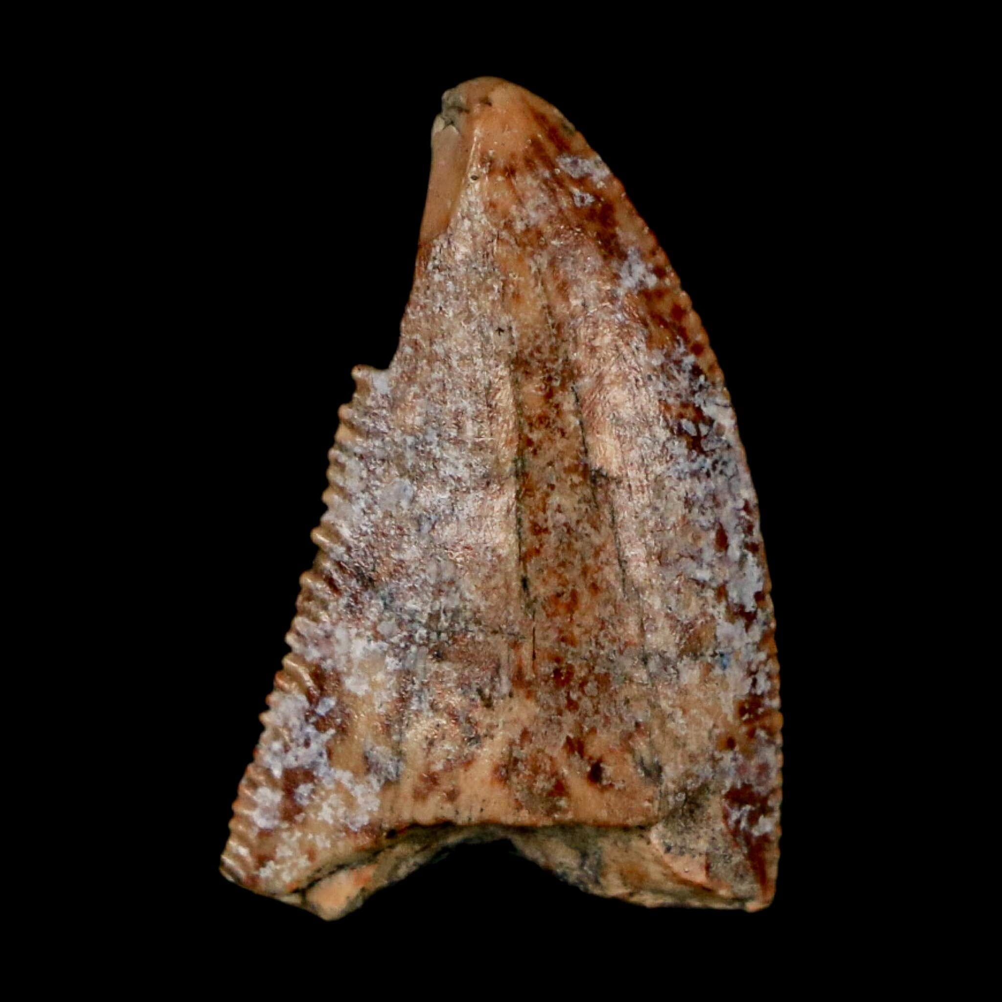 0.9" Majungasaurus Serrated Fossil Tooth Cretaceous Dinosaur Madagascar COA - Fossil Age Minerals