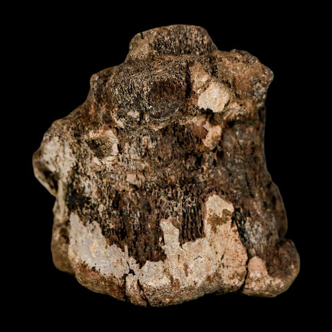 2" Brachylophosaurus Fossil Vertebrae Cretaceous Dinosaur Judith River FM MT COA