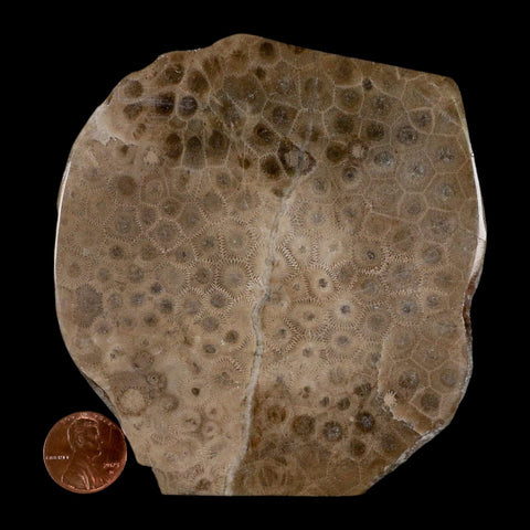 4.1" Polished Slab Petoskey Stone Hexagonaria Coral Fossil Devonian Age Michigan - Fossil Age Minerals