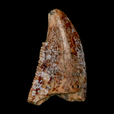 0.9" Majungasaurus Serrated Fossil Tooth Cretaceous Dinosaur Madagascar COA - Fossil Age Minerals