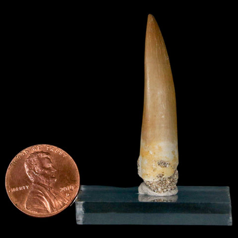 1.8" Plesiosaur Zarafasaura Tooth Fossil Cretaceous Dinosaur Era COA, Stand