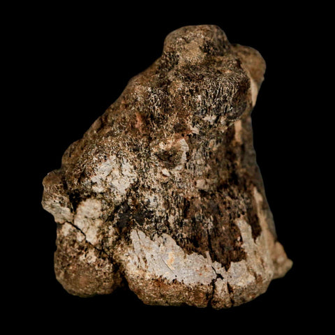 2" Brachylophosaurus Fossil Vertebrae Cretaceous Dinosaur Judith River FM MT COA