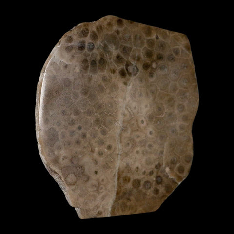4.1" Polished Slab Petoskey Stone Hexagonaria Coral Fossil Devonian Age Michigan - Fossil Age Minerals