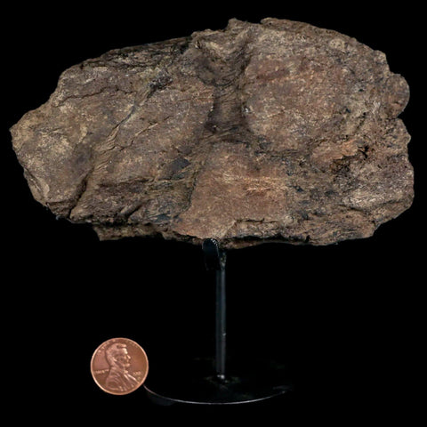 5" Triceratops Fossil Frill Bone Hell Creek FM Cretaceous Dinosaur MT COA, Stand - Fossil Age Minerals