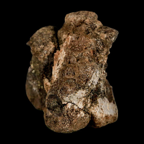 2" Brachylophosaurus Fossil Vertebrae Cretaceous Dinosaur Judith River FM MT COA