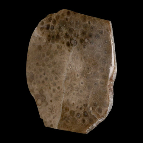 4.1" Polished Slab Petoskey Stone Hexagonaria Coral Fossil Devonian Age Michigan - Fossil Age Minerals
