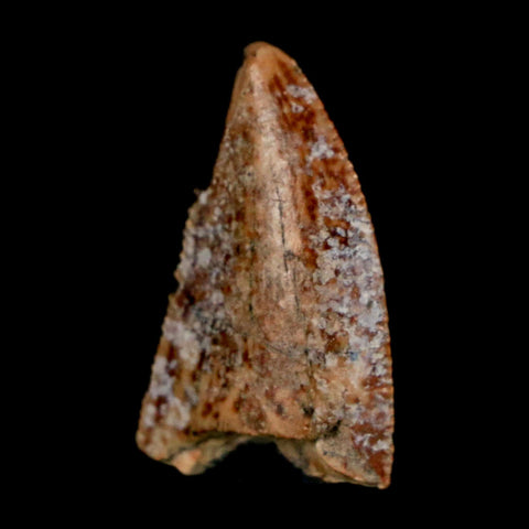 0.9" Majungasaurus Serrated Fossil Tooth Cretaceous Dinosaur Madagascar COA - Fossil Age Minerals