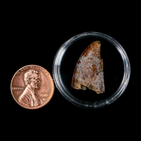 0.9" Majungasaurus Serrated Fossil Tooth Cretaceous Dinosaur Madagascar COA - Fossil Age Minerals