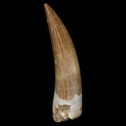 XL 2" Plesiosaur Zarafasaura Tooth Fossil Cretaceous Dinosaur Era COA, Stand